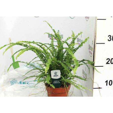 Légtisztító növények Air so pure mix vde