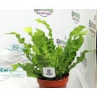 Légtisztító növények Air so pure mix vde