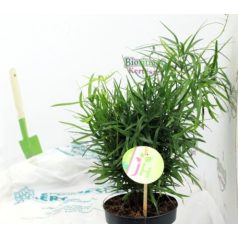 Aszparágusz/Klárisfű Asparagus mix