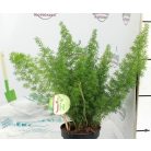 Aszparágusz/Klárisfű Asparagus mix