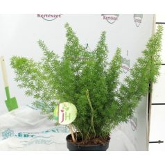 Aszparágusz/Klárisfű Asparagus mix