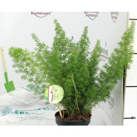 Aszparágusz/Klárisfű Asparagus mix