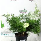 Aszparágusz/Klárisfű Asparagus mix