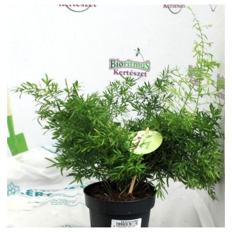 Aszparágusz/Klárisfű Asparagus mix