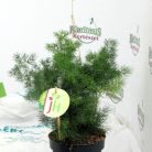 Aszparágusz/Klárisfű Asparagus mix