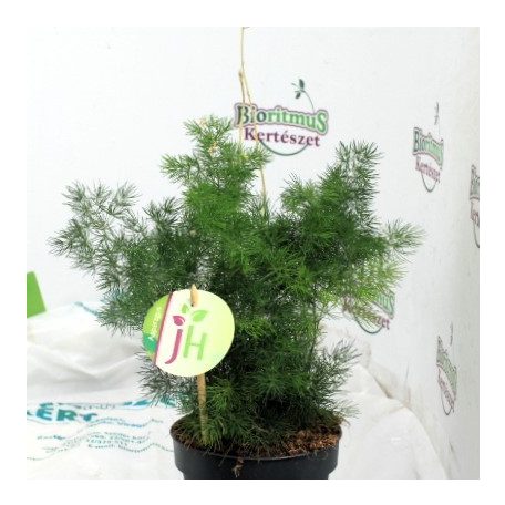 Aszparágusz/Klárisfű Asparagus mix