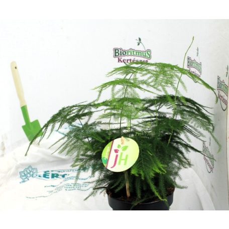 Aszparágusz/Klárisfű Asparagus mix