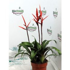 Bromélia mix Bromelia botanische mix