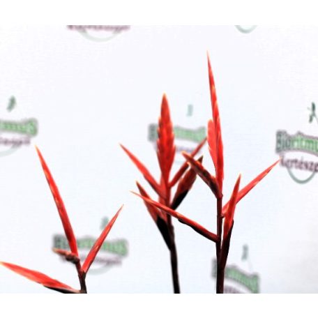 Bromélia mix Bromelia botanische mix