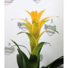 Bromélia mix Bromelia botanische mix