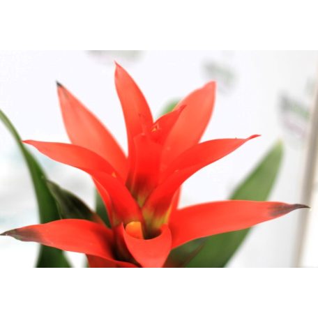 Bromélia mix Bromelia botanische mix