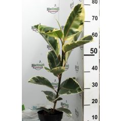 Szobafikusz Ficus elastica Tineke