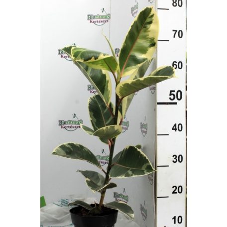 Szobafikusz Ficus elastica Tineke