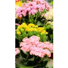 Korallvirág mix Kalanchoe cal. Mix