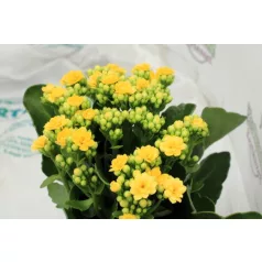 Korallvirág mix Kalanchoe cal. Mix