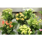 Korallvirág mix Kalanchoe cal. Mix