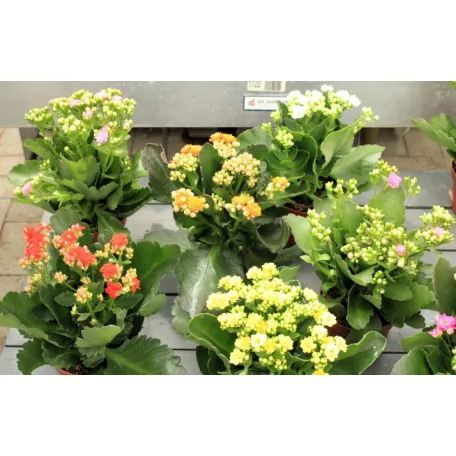 Korallvirág mix Kalanchoe cal. Mix