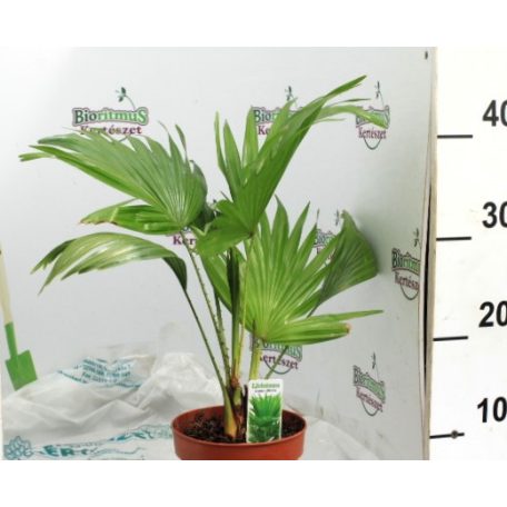 Legyezőpálma Livistona rotundifolia