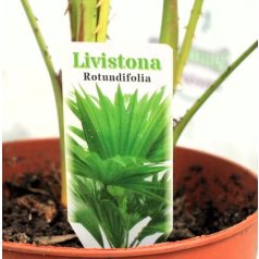 Legyezőpálma Livistona rotundifolia