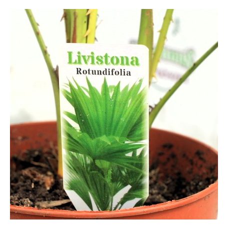Legyezőpálma Livistona rotundifolia