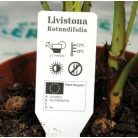 Legyezőpálma Livistona rotundifolia