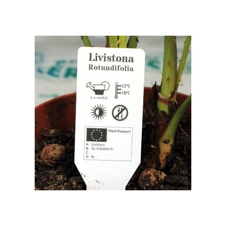 Legyezőpálma Livistona rotundifolia