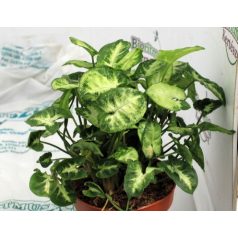 Nyíllevél Syngonium 'Pixie'