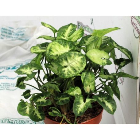 Nyíllevél Syngonium 'Pixie'