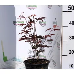   Vöröslevelű japán juhar ACER PALMATUM ATROPURPUREUM K3 40/60