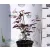 Vöröslevelű japán juhar ACER PALMATUM ATROPURPUREUM K3 40/60