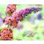 Nyáriorgona kétszínű / Pillangócserje BUDDLEJA D BICOLOR / Butterfly Bush K3 40/50