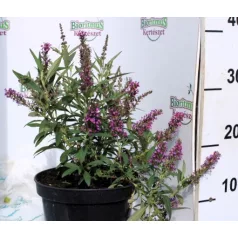 Nyáriorgona BUDDLEJA D BUTTERFLY TOWER K3 30/40