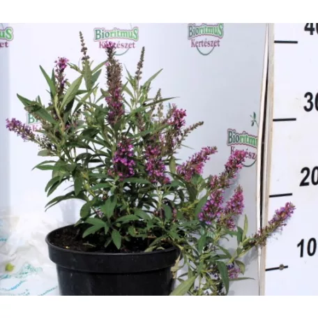 Nyáriorgona BUDDLEJA D BUTTERFLY TOWER K3 30/40
