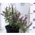 Nyáriorgona BUDDLEJA D BUTTERFLY TOWER K3 30/40