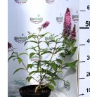 Illatos nyáriorgona BUDDLEJA D PINK DELIGHT K3 40/50