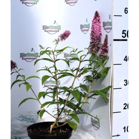 Illatos nyáriorgona BUDDLEJA D PINK DELIGHT K3 40/50