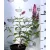 Illatos nyáriorgona BUDDLEJA D PINK DELIGHT K3 40/50