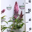 Illatos nyáriorgona BUDDLEJA D PINK DELIGHT K3 40/50