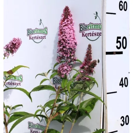 Illatos nyáriorgona BUDDLEJA D PINK DELIGHT K3 40/50