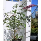 Illatos nyáriorgona BUDDLEJA D PINK DELIGHT K3 40/50