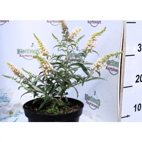 Nyáriorgona fehér BUDDLEJA D WHITE BALL K3 30/+