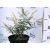 Nyáriorgona fehér BUDDLEJA D WHITE BALL K3 30/+