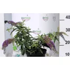 Törpe lila nyáriorgona BUDDLEJA D LILA TÖRPE K2 30/+