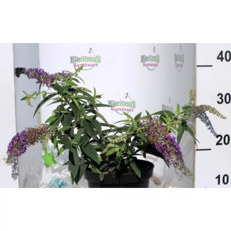 Törpe lila nyáriorgona BUDDLEJA D LILA TÖRPE K2 30/+