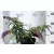 Törpe lila nyáriorgona BUDDLEJA D LILA TÖRPE K2 30/+