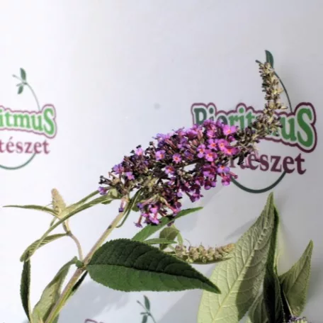 Törpe lila nyáriorgona BUDDLEJA D LILA TÖRPE K2 30/+