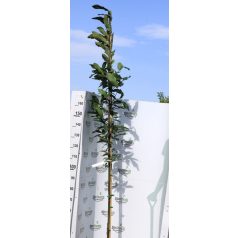 Szelídgesztenye CASTANEA SATIVA pf K12 175/200