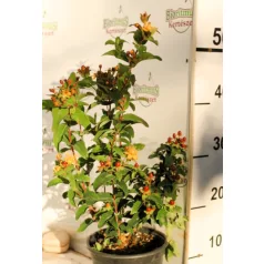 Bogyós orbáncfű Hypericum in. Sunset K2 30/40