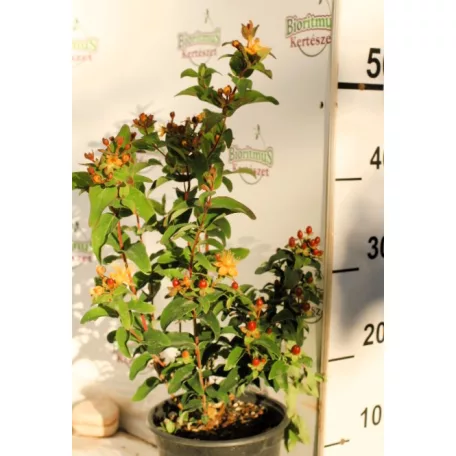 Bogyós orbáncfű Hypericum in. Sunset K2 30/40