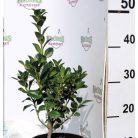 Magyal ILEX MESERVEAE HECKENFEE K2 20/30